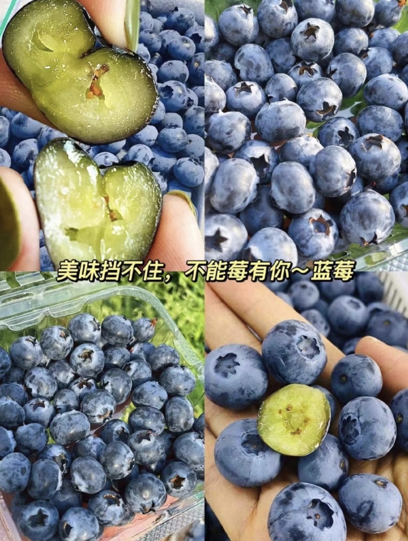 山东蓝莓大棚蓝莓/L25蓝莓/花香蓝莓/品质齐全全国发货