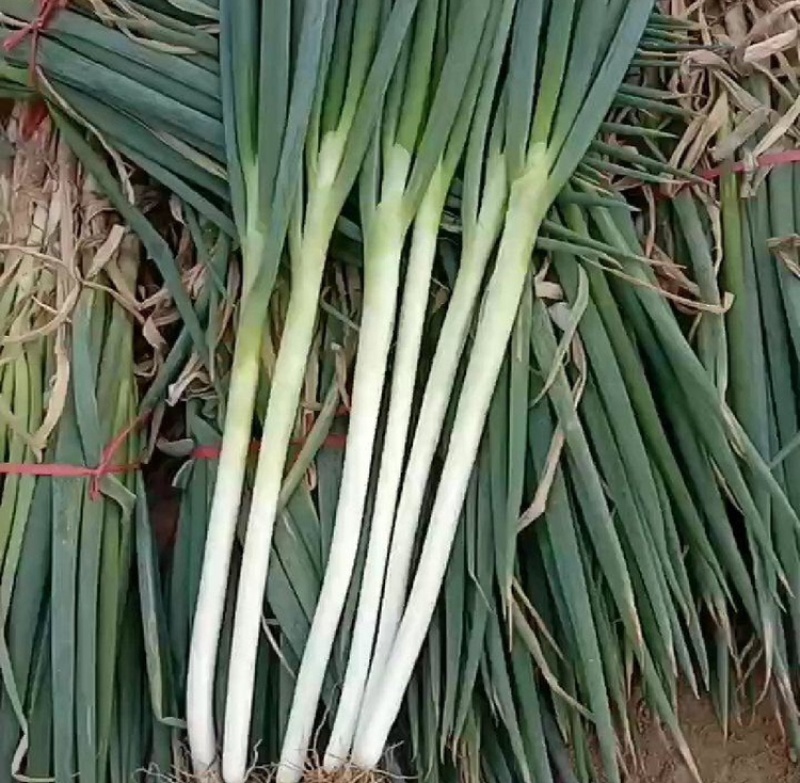 大葱