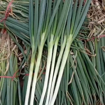 大葱