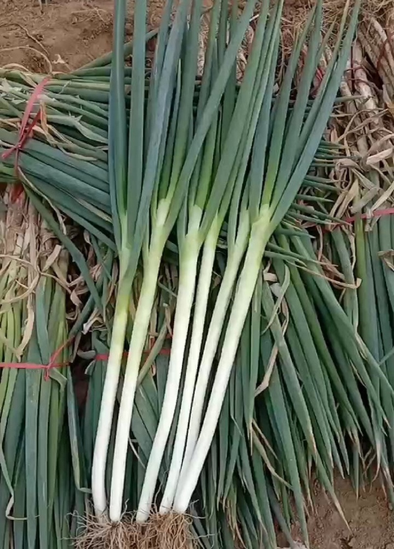 大葱