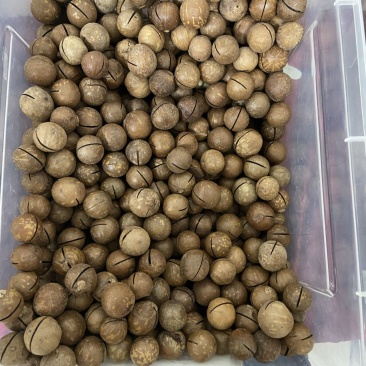 夏威夷果批发支持代发