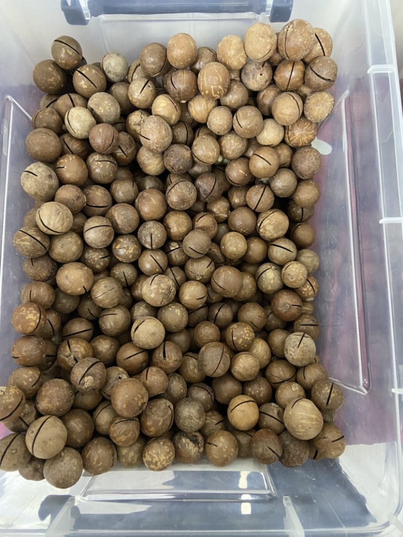 夏威夷果批发支持代发