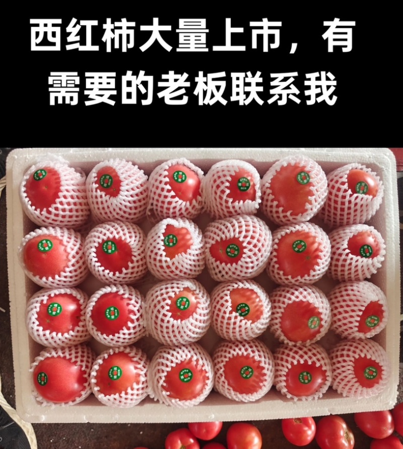大量供应普罗旺斯西红柿产地直发日供10万斤