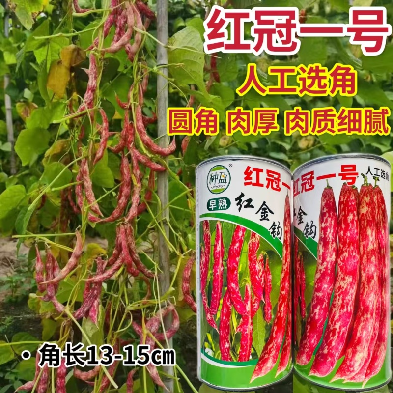 种盈红冠一号早熟红金钩豆角种子蔓生圆角肉厚肉质细腻春秋季