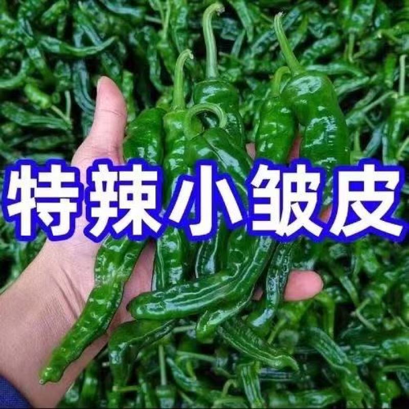 海南精品皱皮椒大量有货品质保证现货欢迎老板联系订购