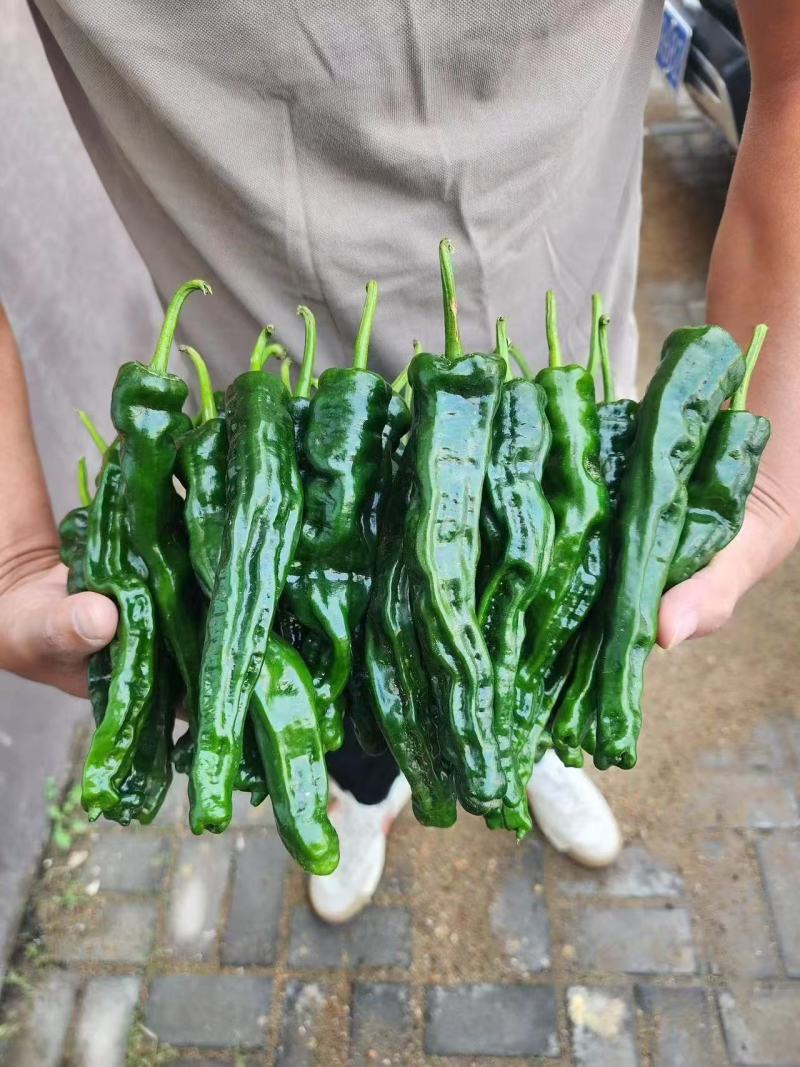 海南精品皱皮椒大量有货品质保证现货欢迎老板联系订购
