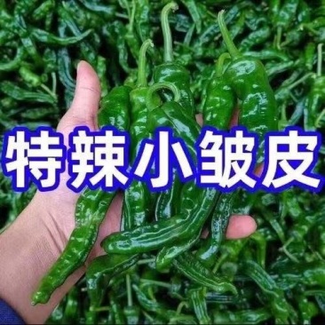 海南精品皱皮椒大量有货品质保证现货欢迎老板联系订购