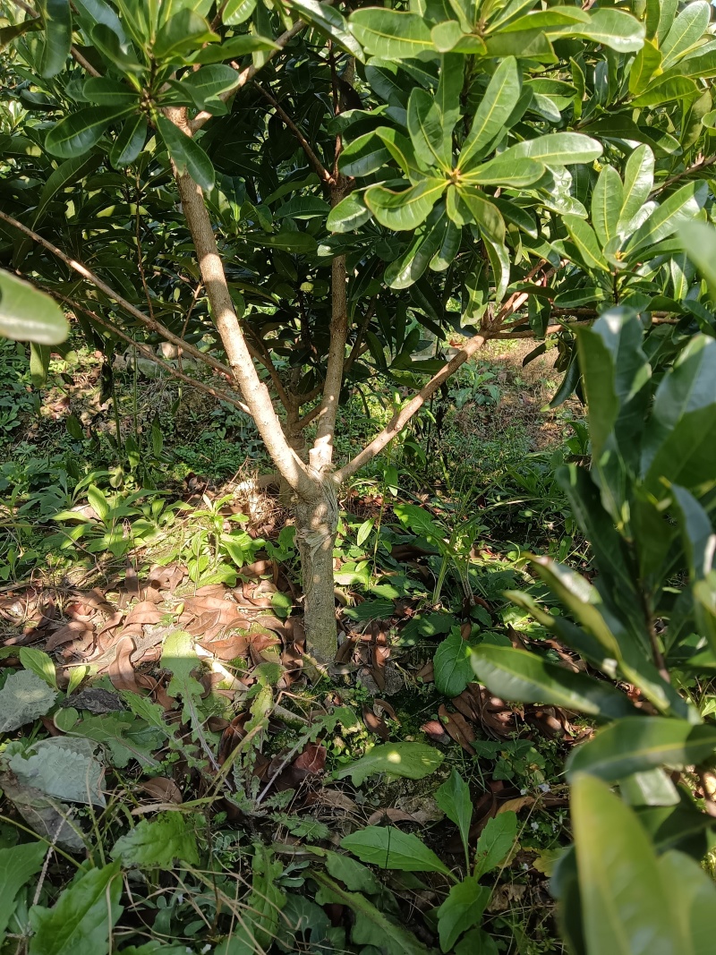 正宗东魁乌梅台梅杨梅树苗，品种纯正，带土球发货，高产量