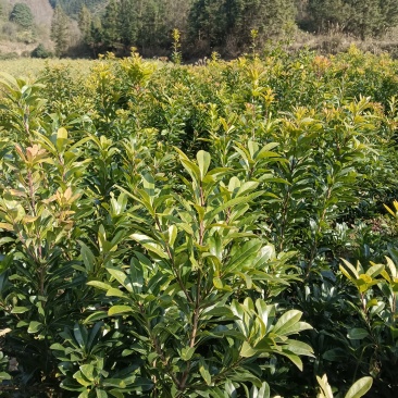 正宗东魁乌梅台梅杨梅树苗，品种纯正，带土球发货，高产量