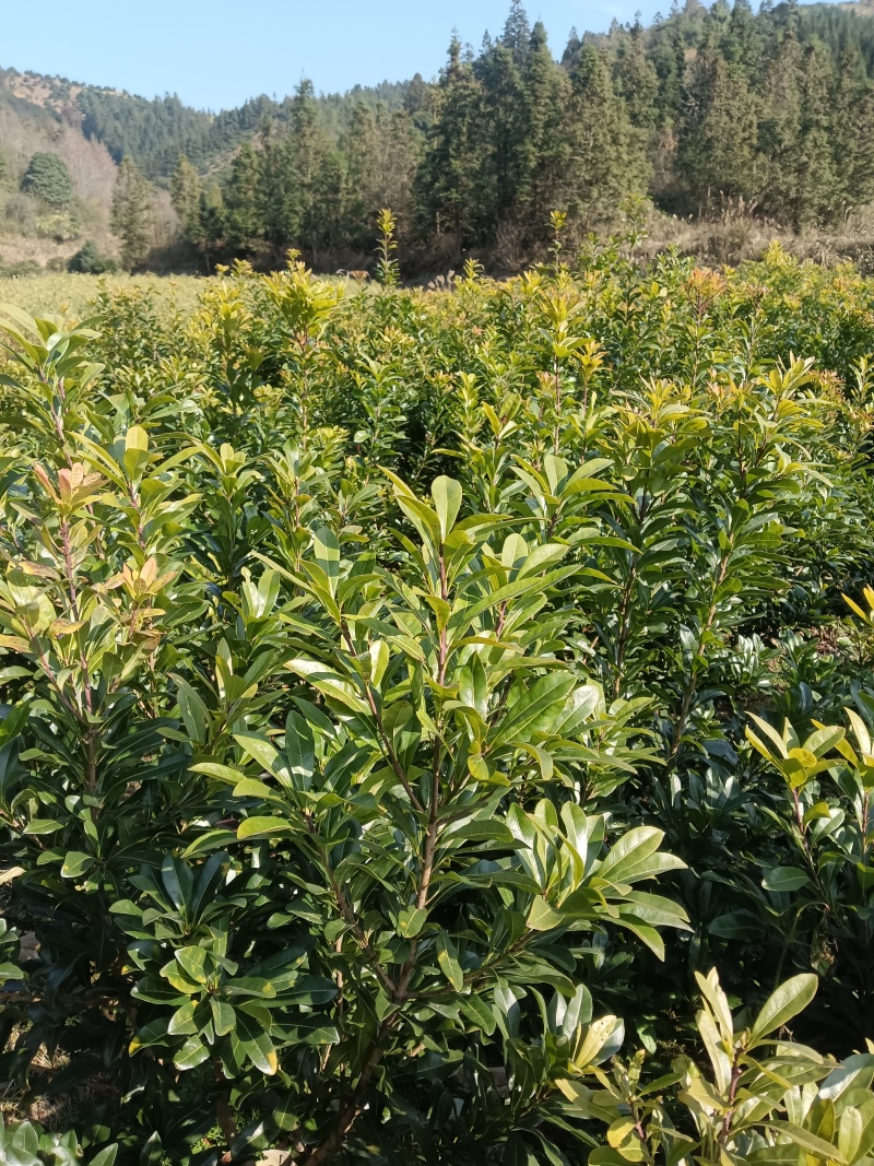 正宗东魁乌梅台梅杨梅树苗，品种纯正，带土球发货，高产量
