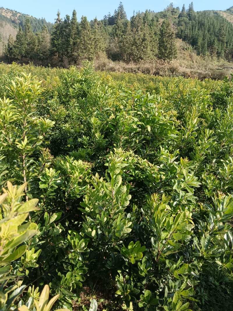 正宗东魁乌梅台梅杨梅树苗，品种纯正，带土球发货，高产量