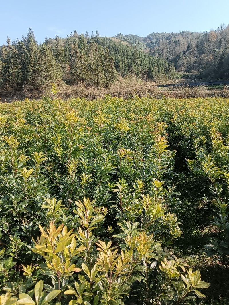 正宗东魁乌梅台梅杨梅树苗，品种纯正，带土球发货，高产量