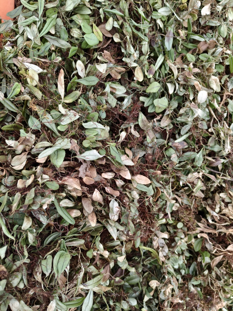 抱石莲瓜子草云南产地直销量大从优需要的可