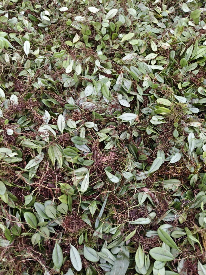 抱石莲瓜子草云南产地直销量大从优需要的可