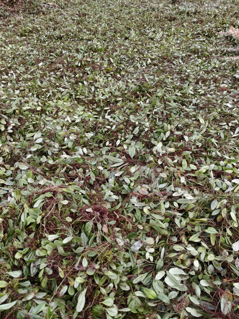 抱石莲瓜子草云南产地直销量大从优需要的可