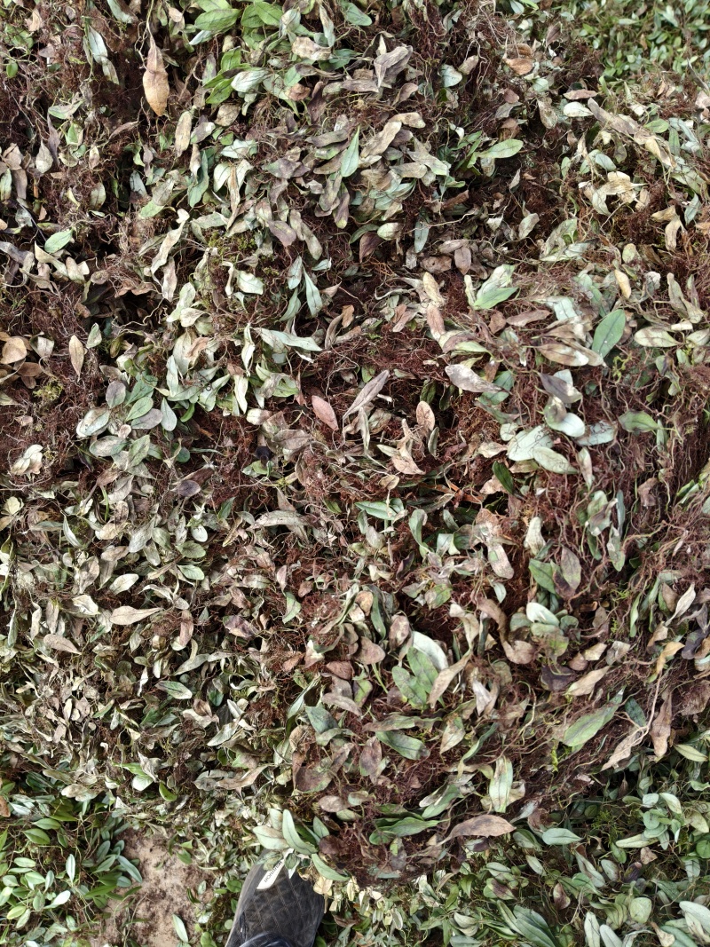 抱石莲瓜子草云南产地直销量大从优需要的可