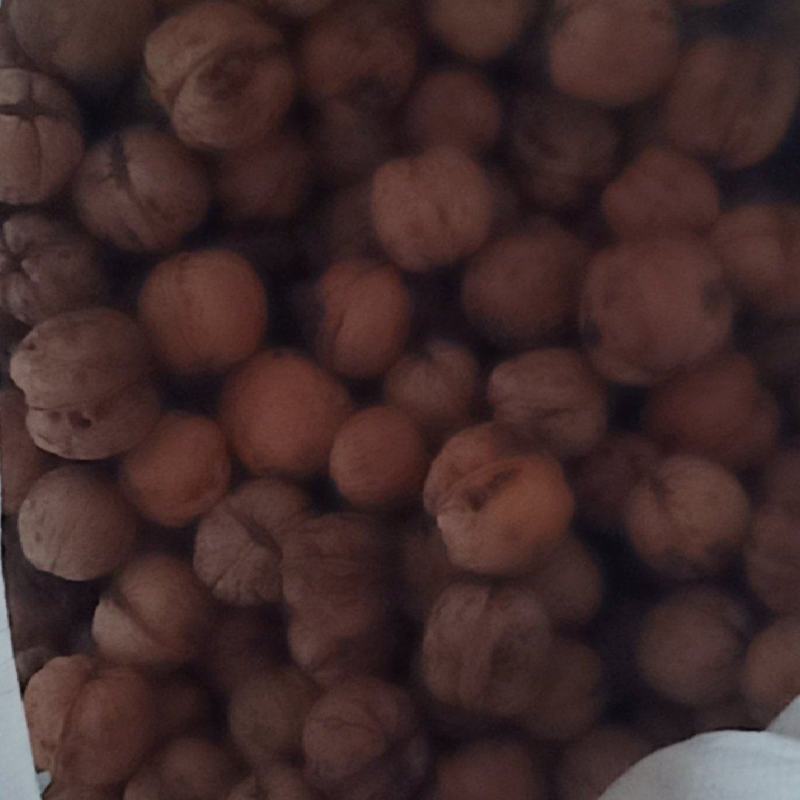 老品种核桃
