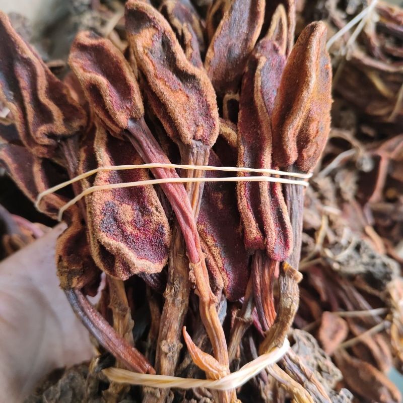 回春草泡酒泡茶批发零售保质保量