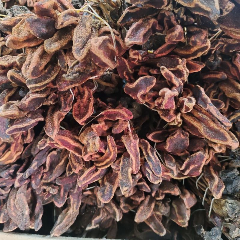 回春草泡酒泡茶批发零售保质保量