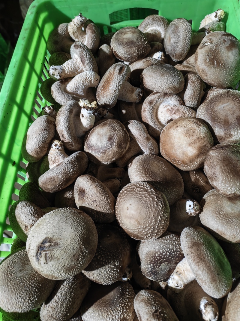 七河九号小菇，3--5电商，有厂房冷库可合作加工，代收代