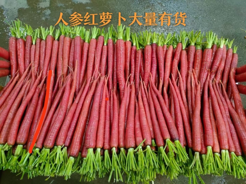 人参红萝卜