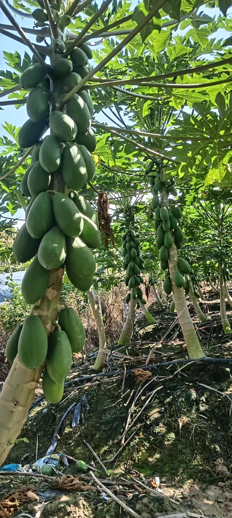 海南红心牛奶木瓜
