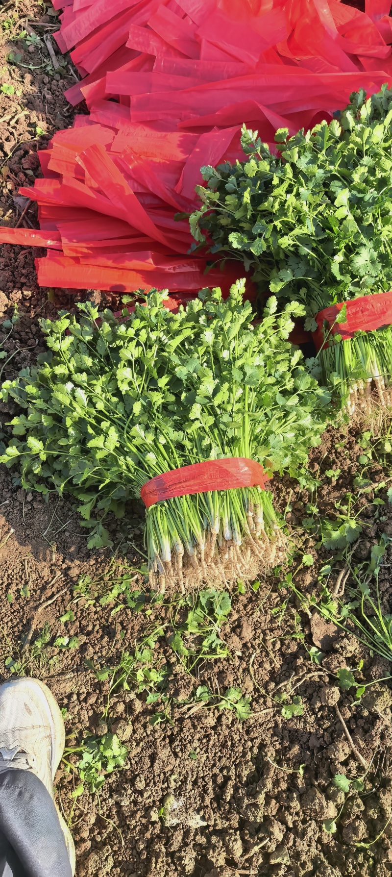 河南香菜，中叶铁杆青，基地种植，视频看货，线上保障交易。