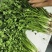 河南香菜，精品铁杆青香菜，视频看货，线上保障交易