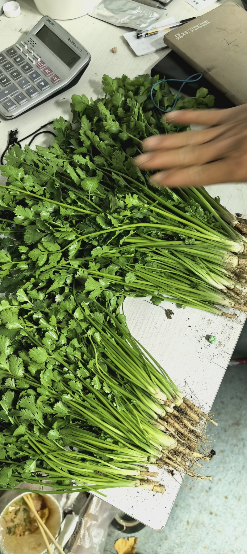 河南香菜，精品铁杆青香菜，视频看货，线上保障交易
