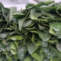 菠菜一手货源量大从优品质保证欢迎来电