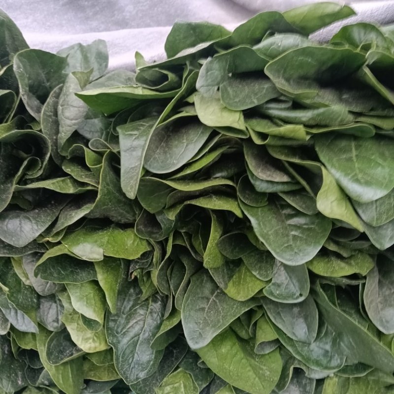 菠菜一手货源量大从优品质保证欢迎来电
