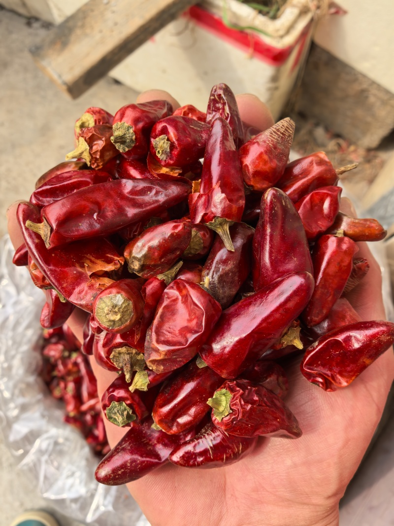 贵州子弹头辣椒/辣度高/香味好/干辣椒/好货/全国包邮