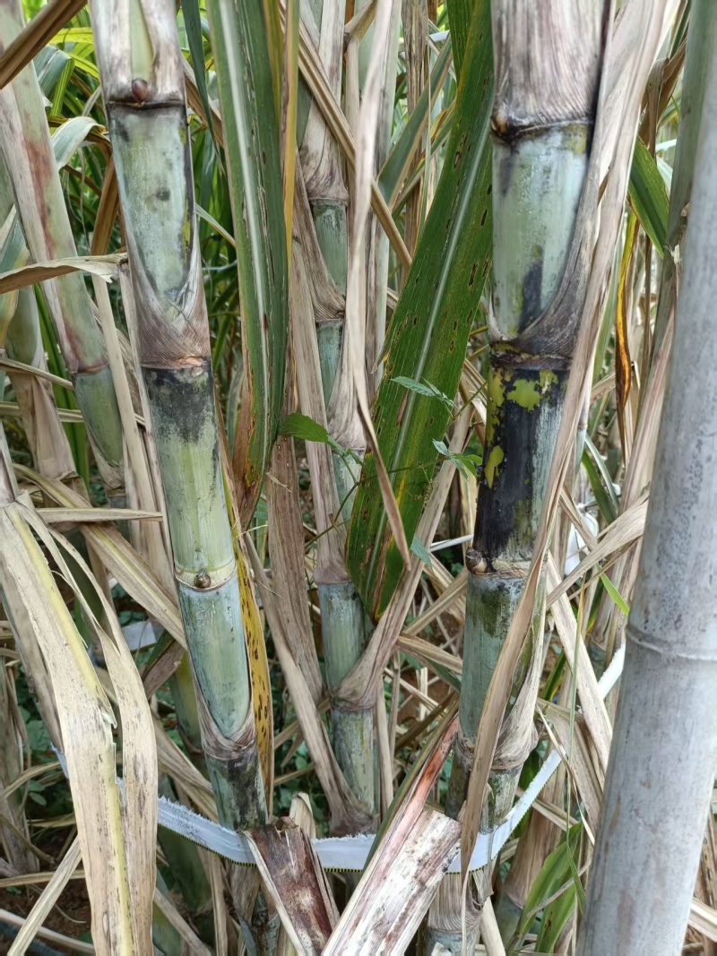 正宗金翠黄金脱毒处理甘蔗种子，节茎长有均匀