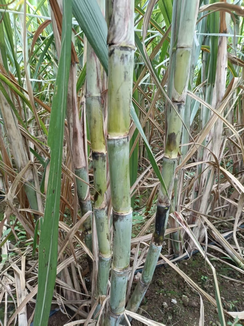 正宗金翠黄金脱毒处理甘蔗种子，节茎长有均匀