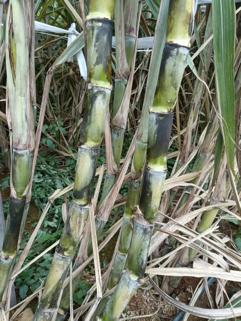 正宗金翠黄金脱毒处理甘蔗种子，节茎长有均匀