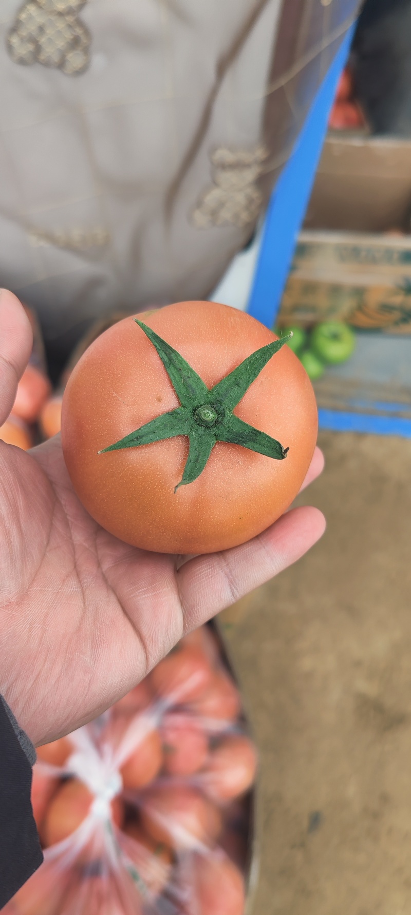 硬粉西红柿，西红柿，产地直供，量大从优，保质保量