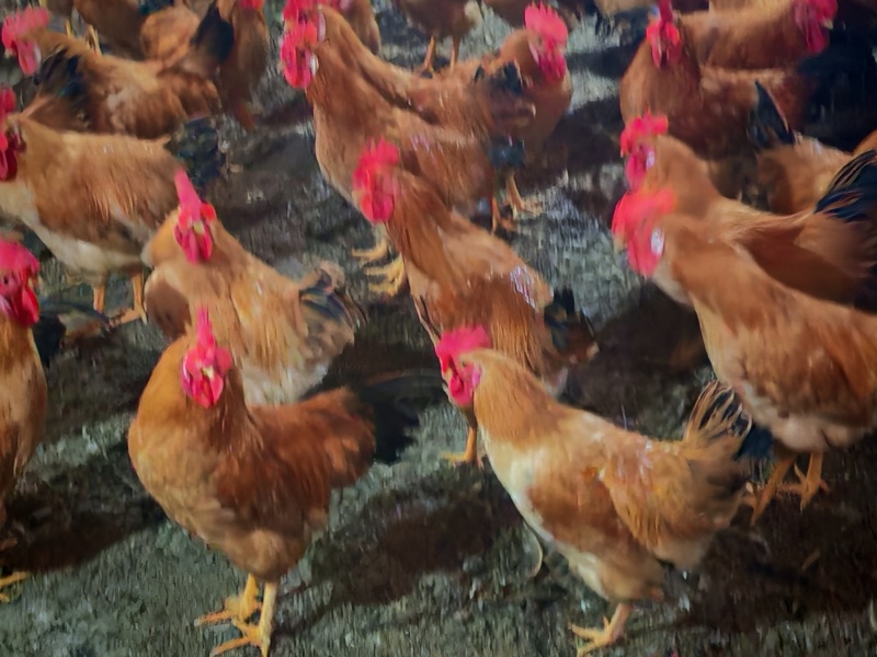 土鸡，公鸡，母鸡，散养，清远鸡麻鸡三黄鸡