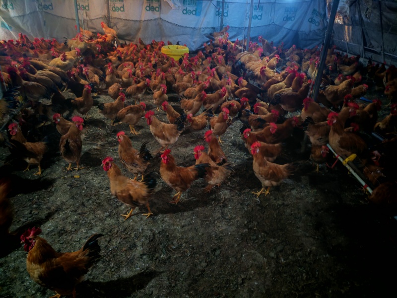土鸡，公鸡，母鸡，散养，清远鸡麻鸡三黄鸡