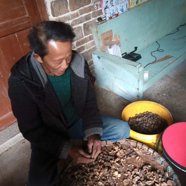 山茶油