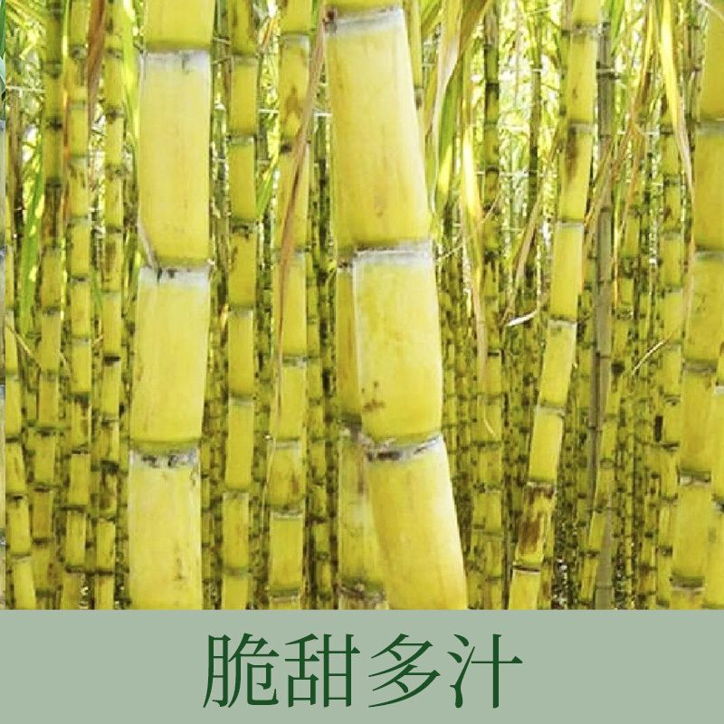 黄金甘蔗种苗，大量上市，全国发货，欢迎进店沟通