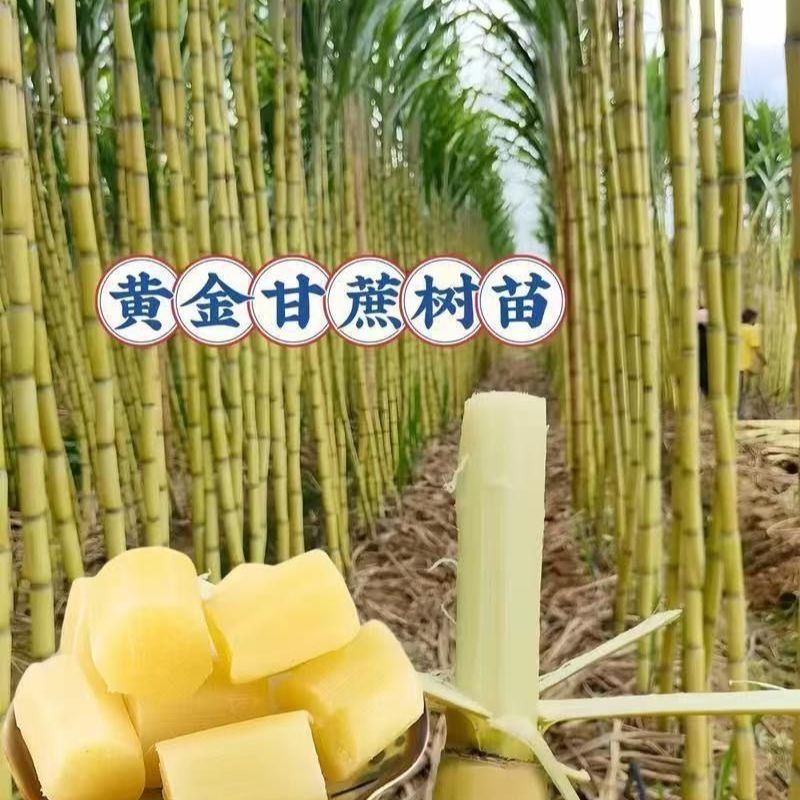 黄金甘蔗种苗，大量上市，全国发货，欢迎进店沟通