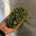 精品韭菜大量有货，基地直发，电商供货。