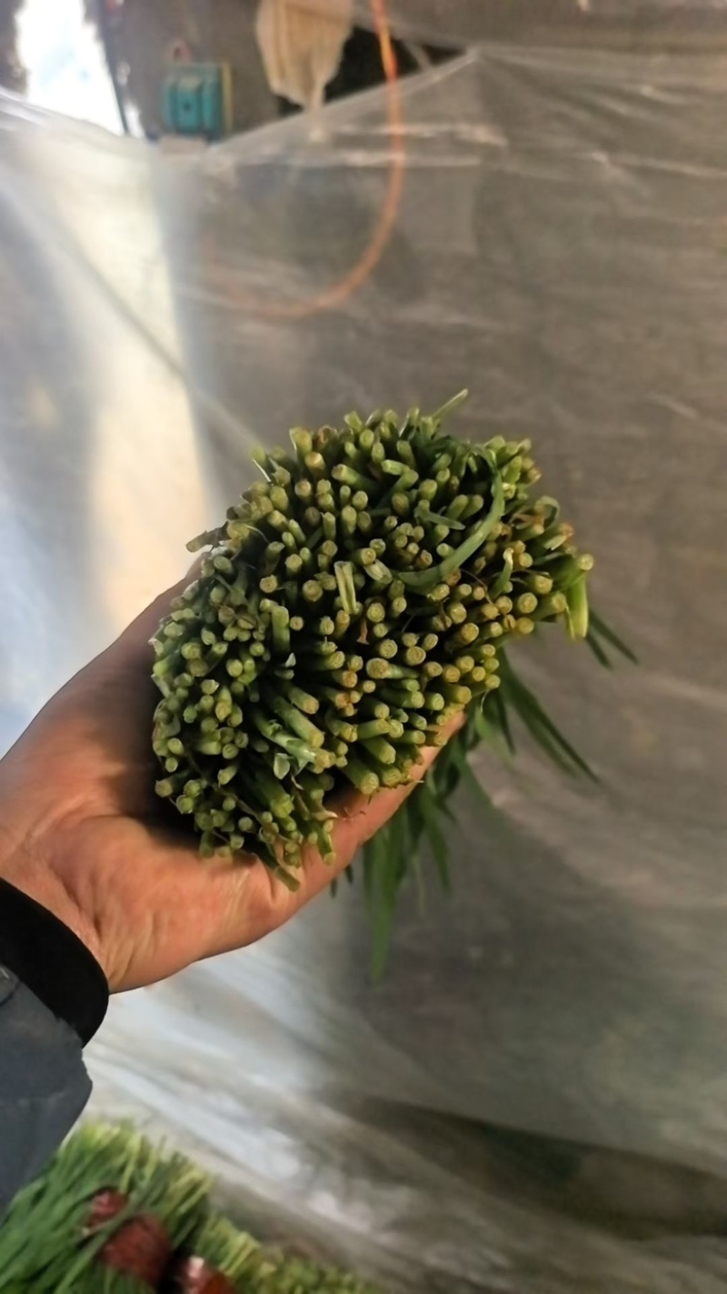 精品韭菜大量有货，基地直发，电商供货。