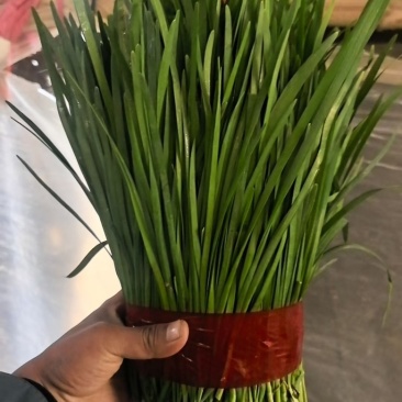 精品韭菜大量有货，基地直发，电商供货。
