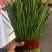 精品韭菜大量有货，基地直发，电商供货。