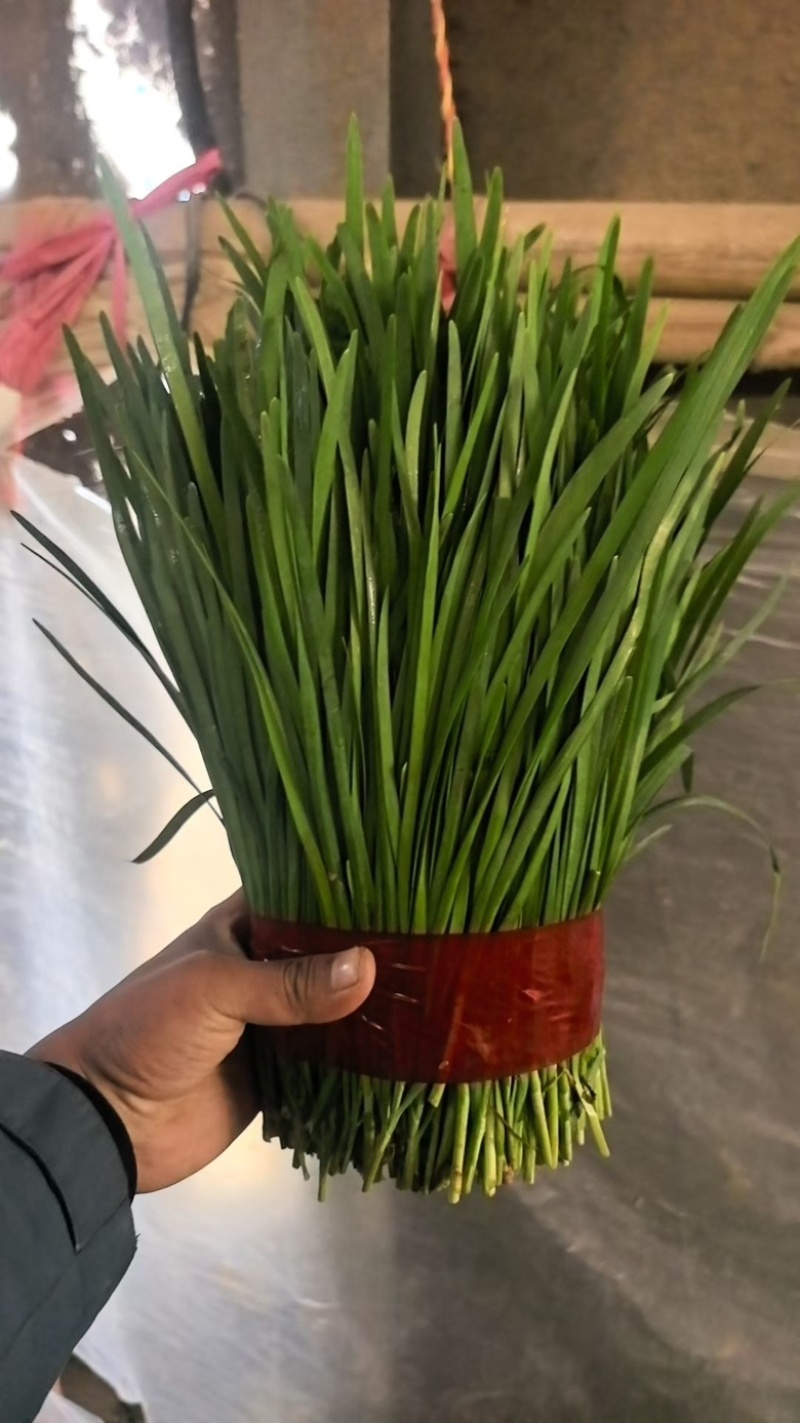 精品韭菜大量有货，基地直发，电商供货。