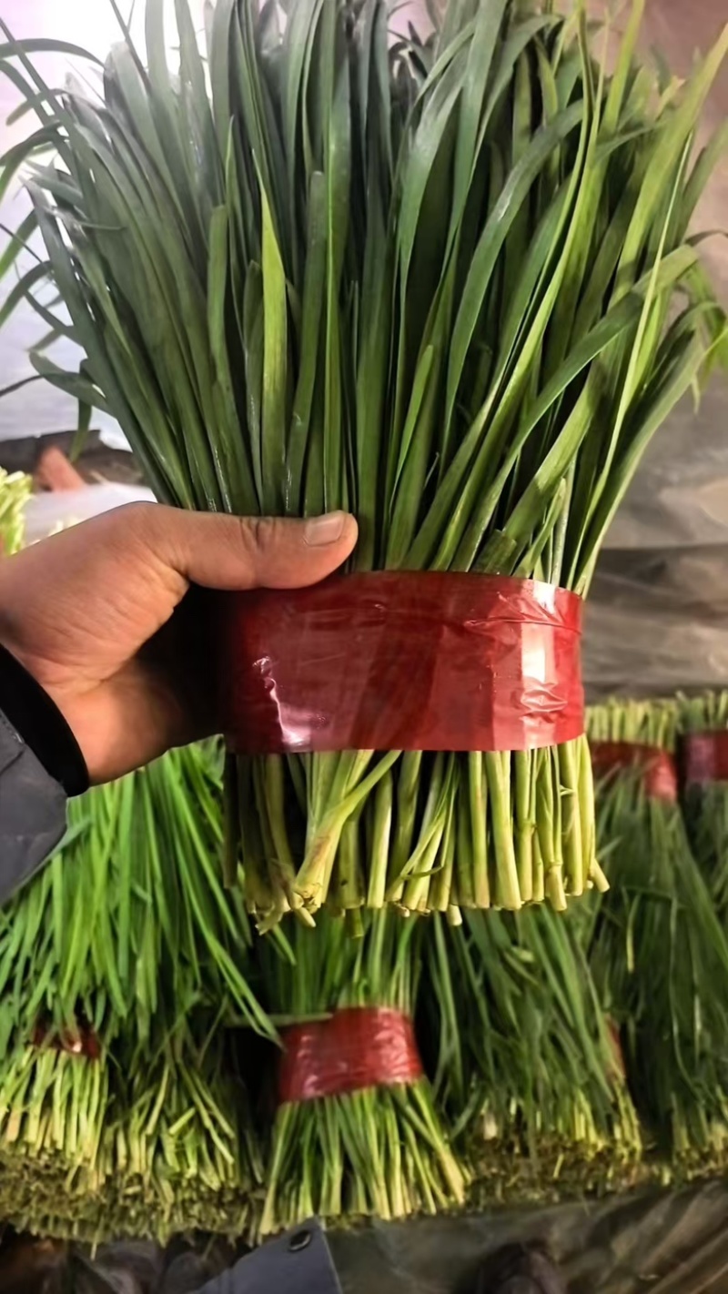 精品韭菜大量有货，基地直发，电商供货。