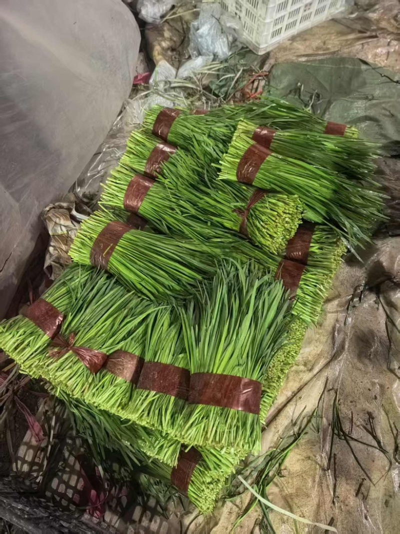 精品韭菜大量有货，基地直发，电商供货。