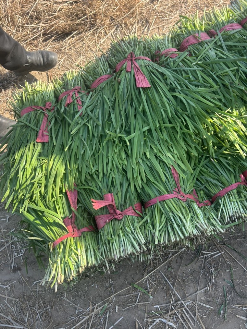 精品韭菜大量有货，基地直发，电商供货。