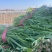 精品韭菜大量有货，基地直发，电商供货。